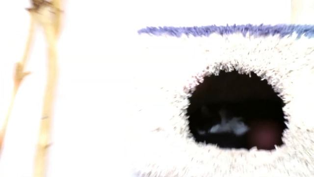 Музей Кота в Минске | Cat Museum in Minsk смотреть онлайн