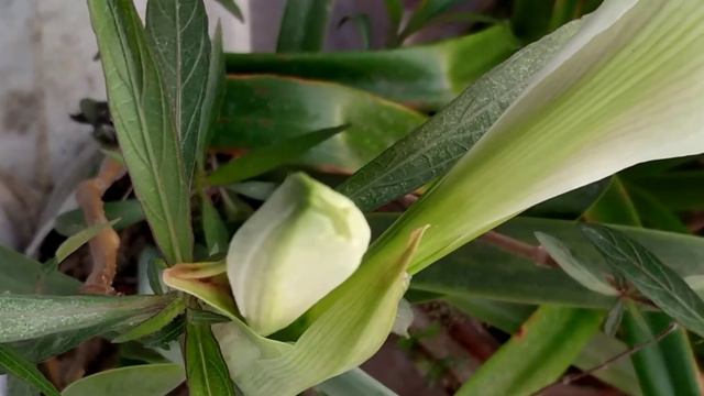 Amaryllis Lily Flowers In Red, White And Orange Colours