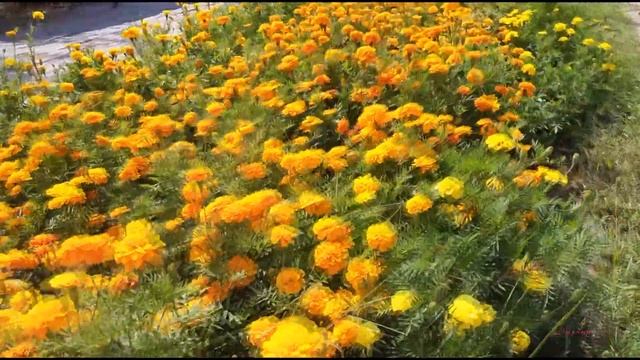 Последние дни уходящего лета Стихи Николай Лятошинский The Last Days of the Leaving Summer Poems смотреть онлайн