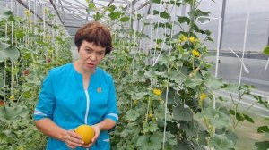 Скороспелая дыня на Урале. Школа продвинутого садовода