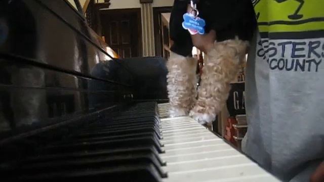 mocha plays the piano. смотреть онлайн