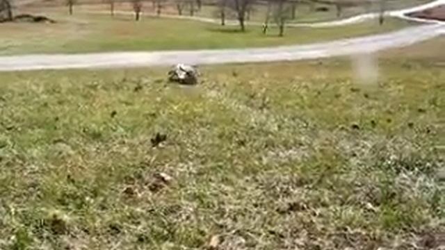 У собаки чешется спина.flv смотреть онлайн