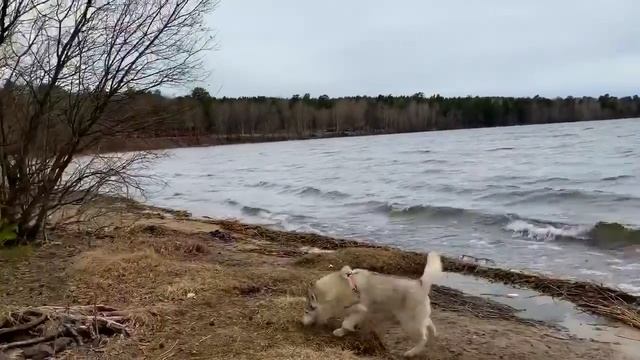 С хаски Ингрид на даче смотреть онлайн