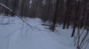 Охота на зайца беляка с русской гончей