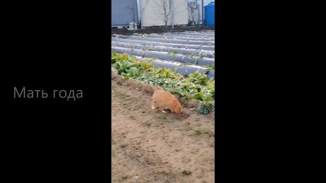 Расслабься Котики. Смешные Коты и Кошки. Приколы с котами