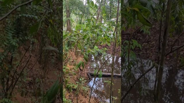 Откуда берутся комары денге в Сингапуре и почему не стоит покупать дом у парка? смотреть онлайн