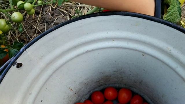 Самые вкусные консервированные томаты. Готовлю к ферментации листья клубники) Вредитель попался) смотреть онлайн