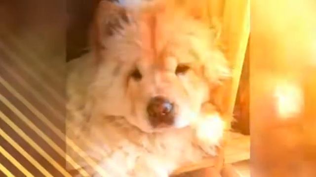 Моя Афина 💕 смотреть онлайн