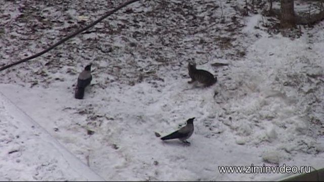 Вороны VS кот. Crow and cat смотреть онлайн