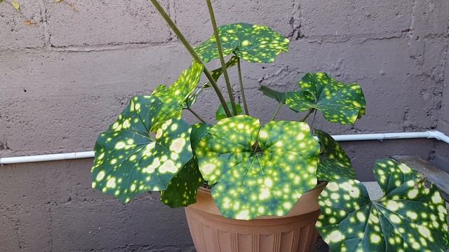 Boina De Vasco Cuidados,  Basque Beret Care