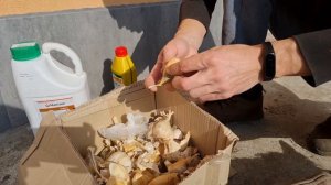 САДИМ РОКАМБОЛЬ СЛОНОВЫЙ ЧЕСНОК ОСНОВНЫЕ ЭТАПЫ ПОСАДКИ