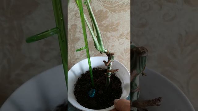 Монстера Альба продажа, Самара. смотреть онлайн