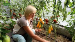 На вид этот ТОМАТ похож на БАНАН и на вкус очень сладкий! Обзор сортов ТОМАТОВ!