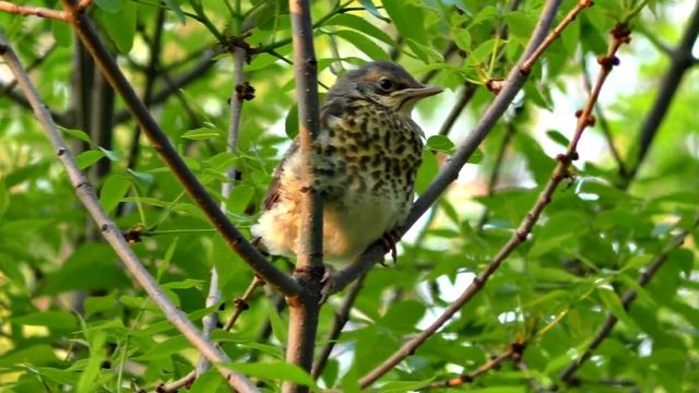 Слёток дрозда рябинника смотреть онлайн