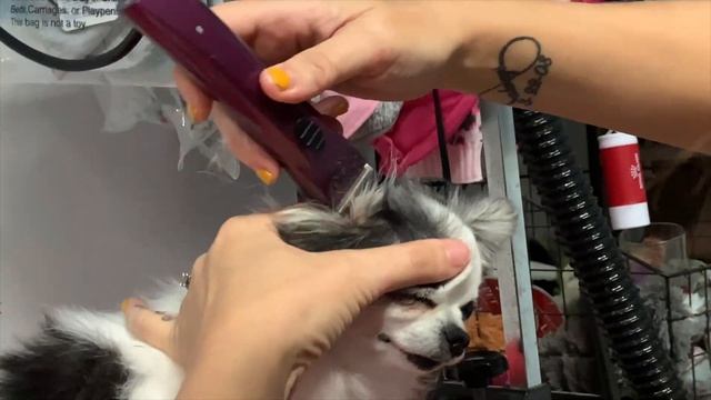 Dog Show Grooming: How To Groom A Long Coat Chihuahua смотреть онлайн