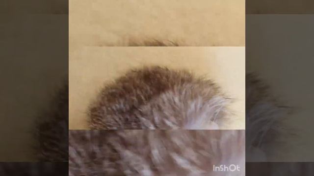 Женские пушистые тапочки из овчины с мехом песца смотреть онлайн