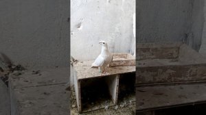 Голуби почтовые немцы