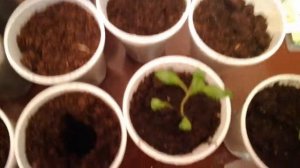 Пикировка георгины. 05.02.18