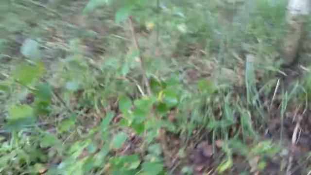 За грибам с ЧАУ-ЧАУ потоптал все грибки смотреть онлайн