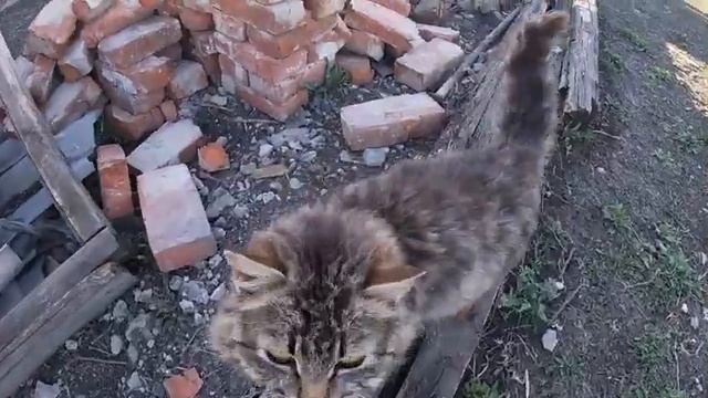 Май. Деревенское подворье,сад, пасека: короткие видеозарисовки. смотреть онлайн