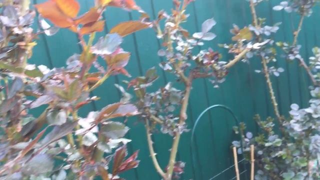 Зеленое удобрение из трав, для роз. Обзор сада на 1 мая 2020 г. смотреть онлайн