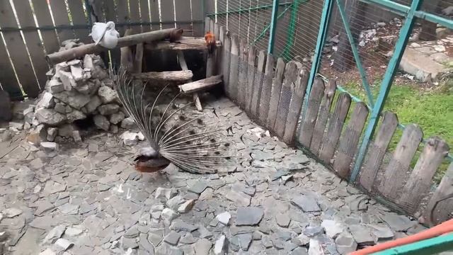 ПАВЛИНЫ ОТЖИГАЮТ ПЕРЕД САМКАМИ В ПАРКЕ Олимп, Геленджик! смотреть онлайн