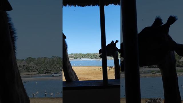 Павильон жирафов в Сафари Парке Бангкока Safary World смотреть онлайн