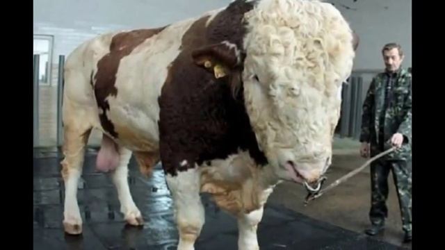 Самые большие быки в мире! смотреть онлайн