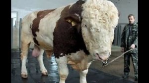 Самые большие быки в мире!