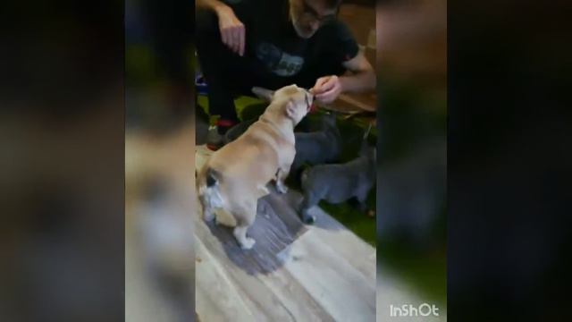 ОРЕХИ CutestRelationship French Bulldog Videos#2020 смотреть онлайн