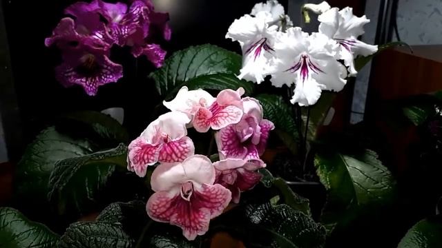 Особенности, плюсы и минусы стрептокарпусов смотреть онлайн