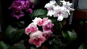 Особенности, плюсы и минусы стрептокарпусов