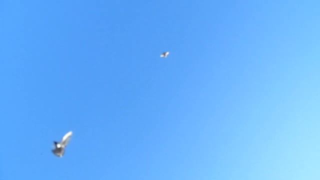 голуби Донбасса, первые подкидушки