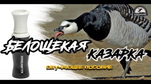 Как манить белощекую казарку. Обучающий фильм про охоту на белощекую казарку.
