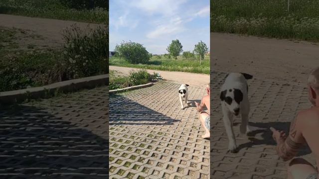 далматин/алабай/корсо смотреть онлайн