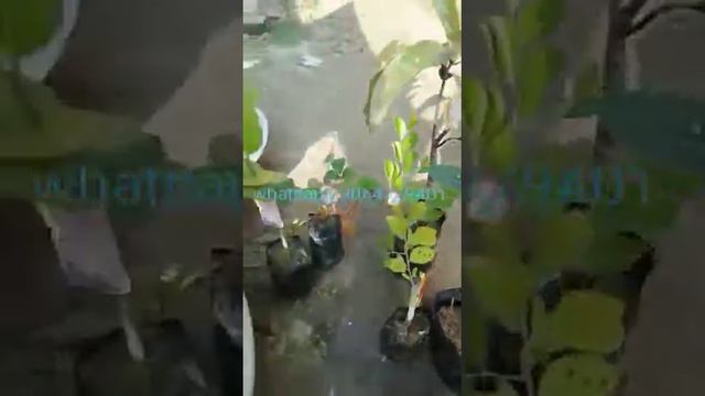 Miss India Apple ber/mango etc plants смотреть онлайн