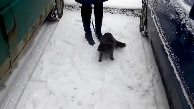 выставка на день автомобилиста audi coupe смотреть онлайн