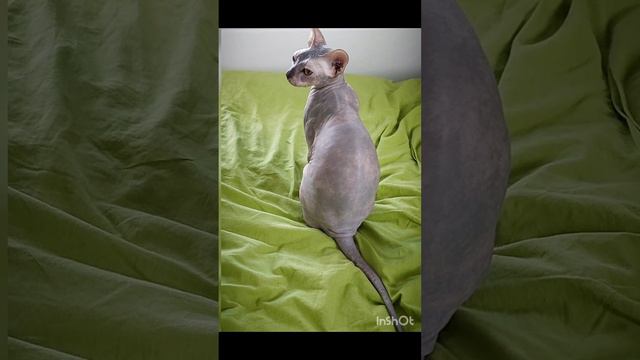 Сфинкс тату-мастера 😅