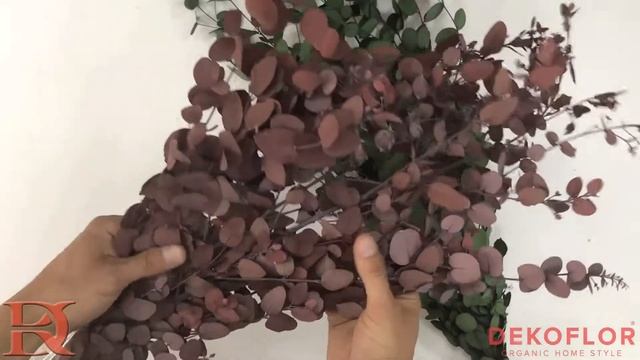 Стабилизированный эвкалипт Гуни красный смотреть онлайн