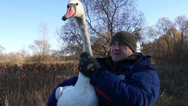 Спасение лебедя смотреть онлайн