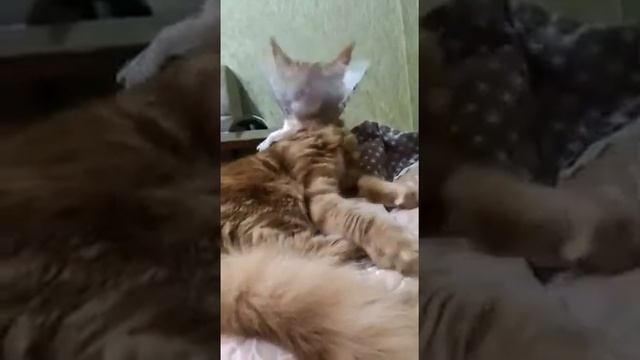 кот после кастрации смотреть онлайн