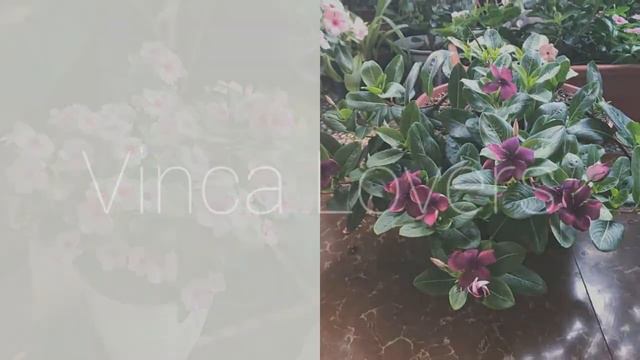 Vinca Lovers смотреть онлайн