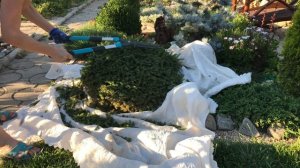 Ель нидиформис. Стрижка ели