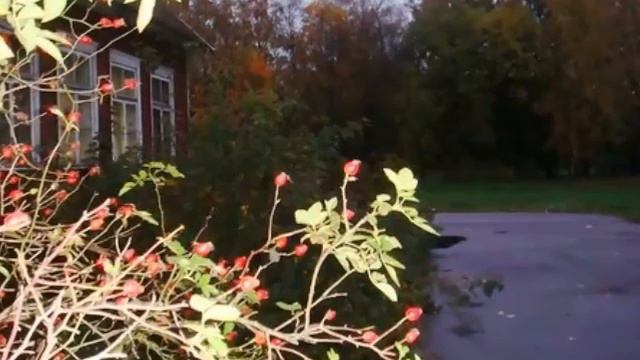 Feliks and moonlight sonata смотреть онлайн