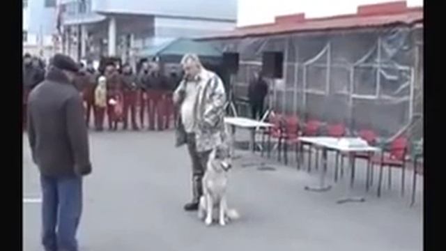 Wolf and Dog - Волэнд рассказ о породе смотреть онлайн