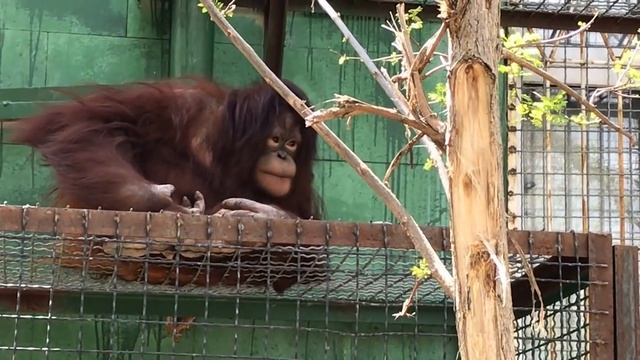 Дане мало своих веток) Тайган Orangutan Dana Mischievous) Taigan