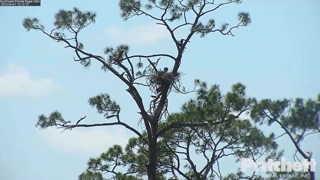 SWFL. E22 is back. It flies under the nest in a branch. It does not enter the nest.01.04.2023 смотреть онлайн