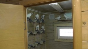 Голуби Узбекские, Гульбаданы,Гульбадамы, Александра Афганца  (часть - 5)