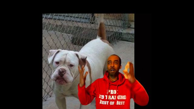 Pelican Bay Kennels serving breakfast this morning смотреть онлайн
