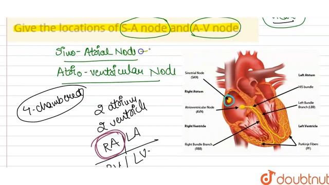 Give the locations of S-A node and A-V node. | 11 | BODY FLUIDS AND CIRCULATION | BIOLOGY | PRAD... смотреть онлайн